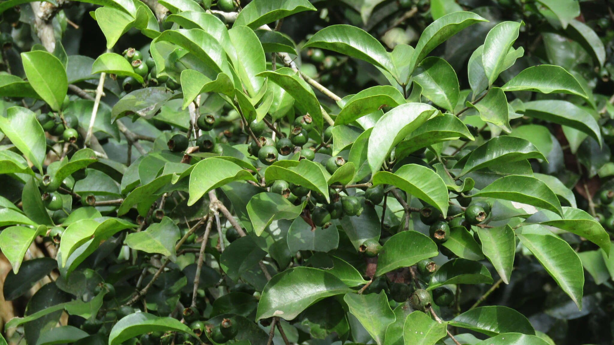 Imagem de Araçá