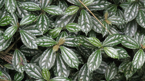 Foto de Planta-mosaico