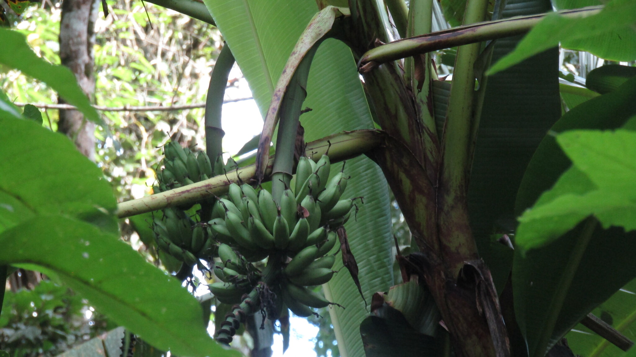 Imagem de Banana