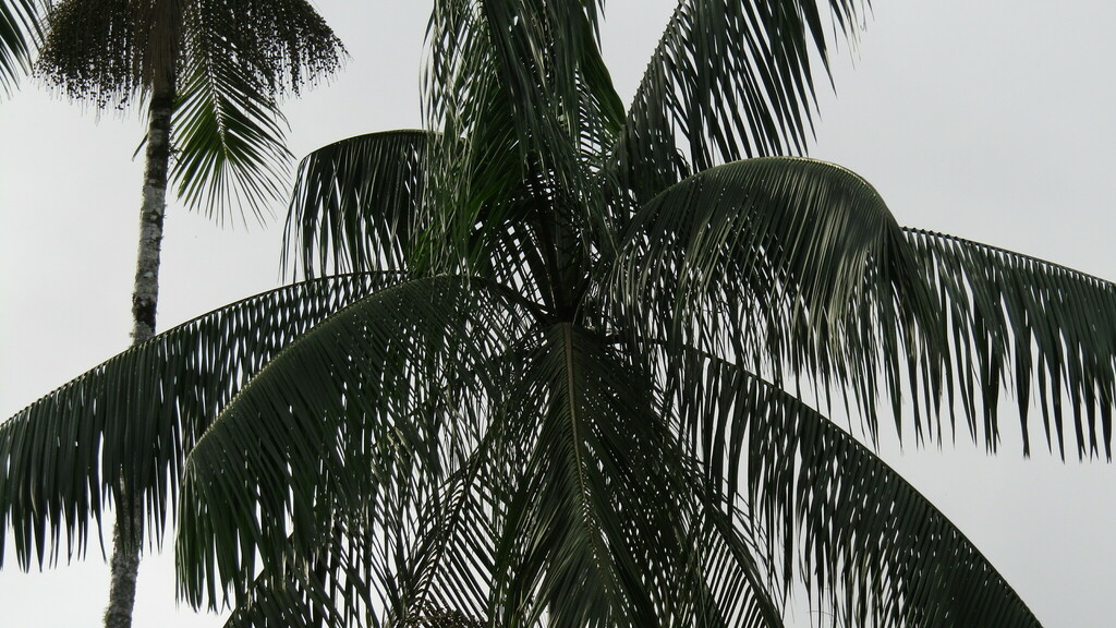 Foto de Palmito-juçara