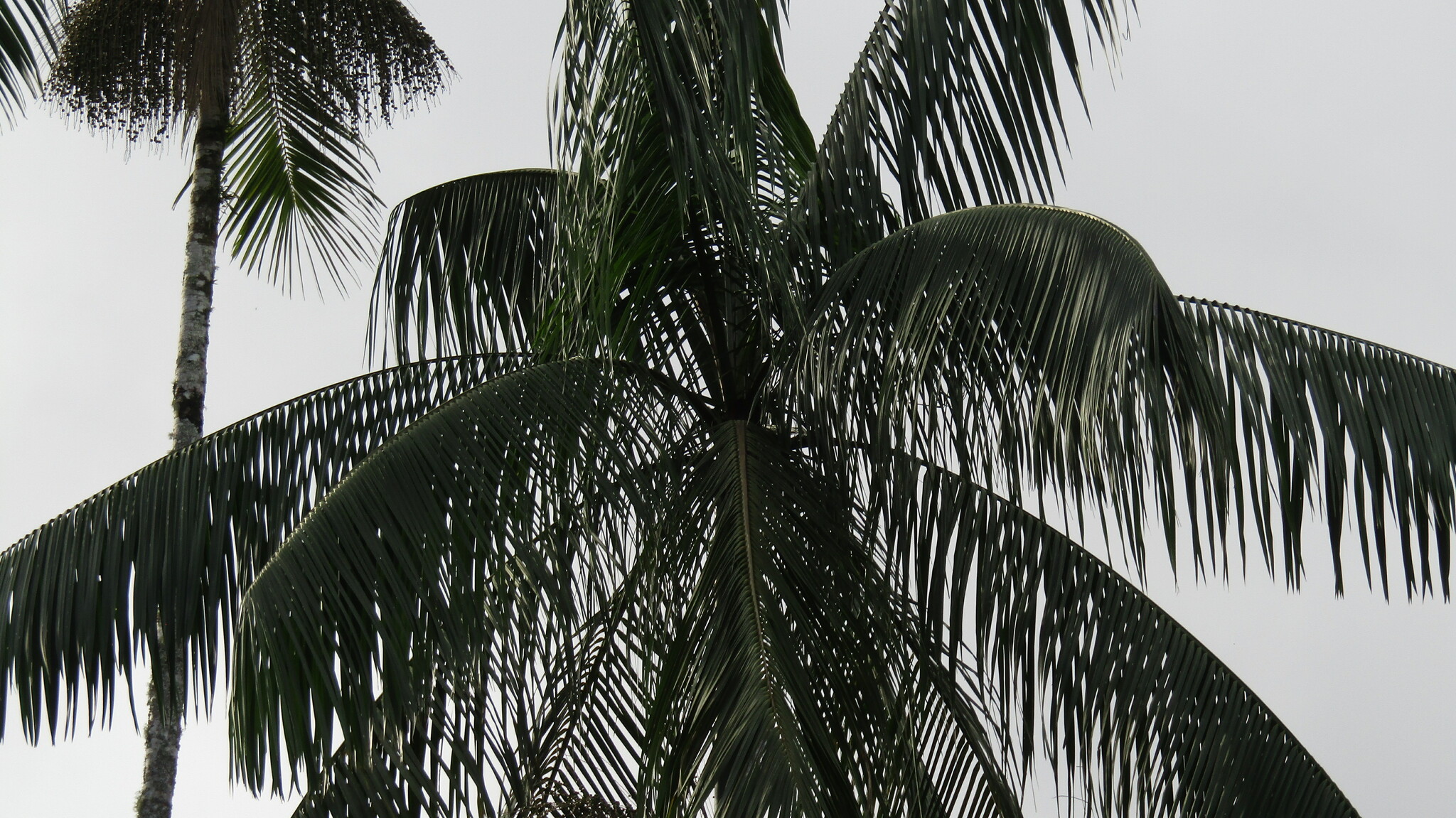 Imagem de Palmito-juçara