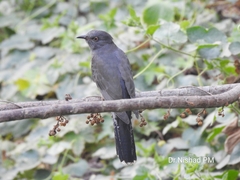 Cacomantis passerinus