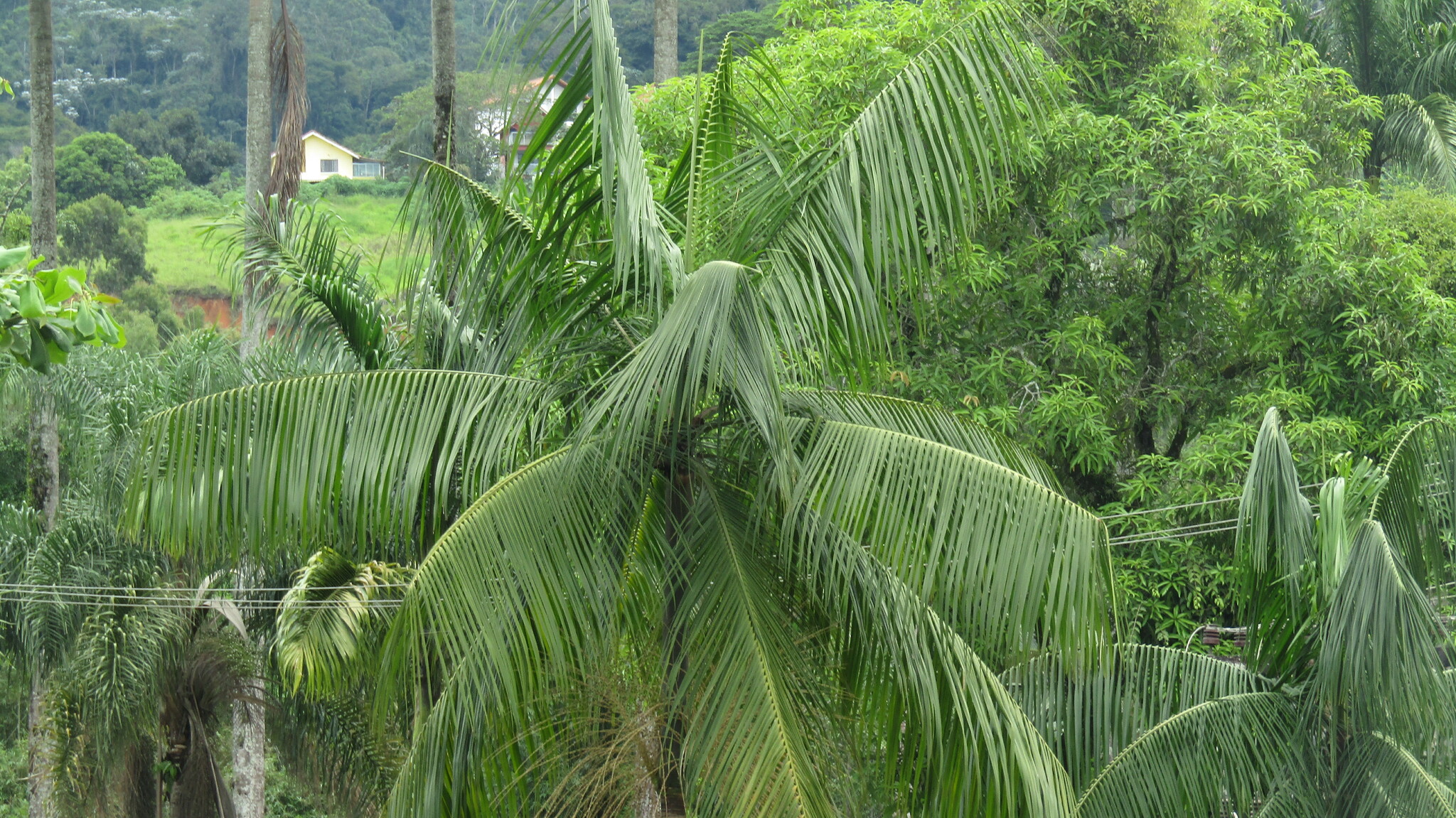 Imagem de Palmito-juçara
