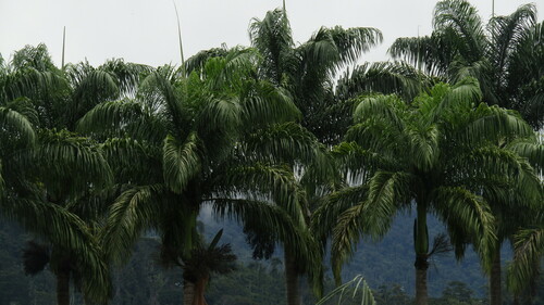Palmeira-real