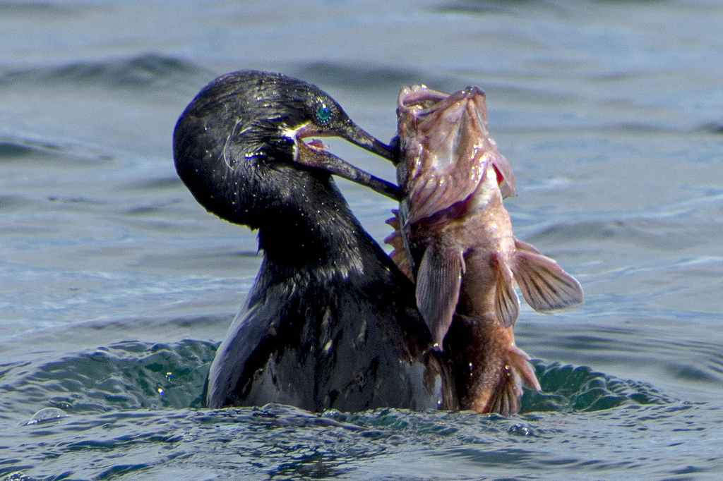 Photo of Patagonian redfish (Sebastes oculatus)