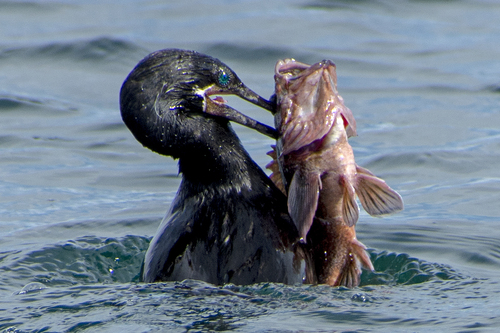 Photo of Patagonian redfish (Sebastes oculatus)