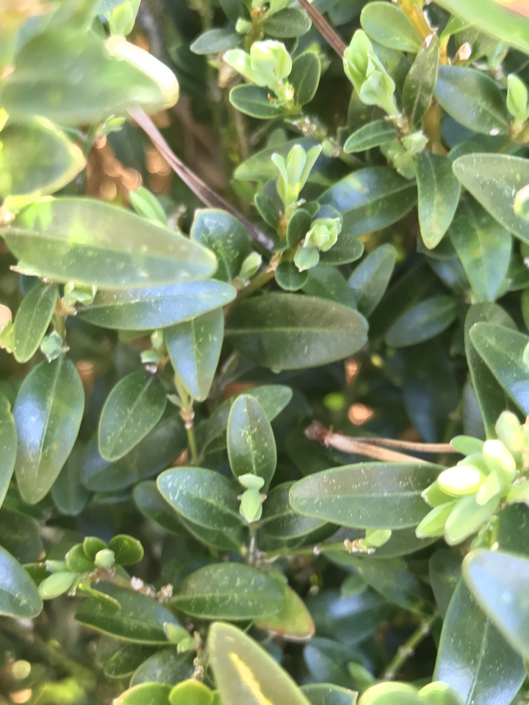 Boxwood