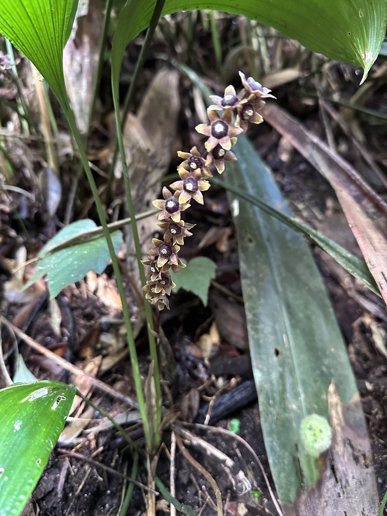 Peliosanthes