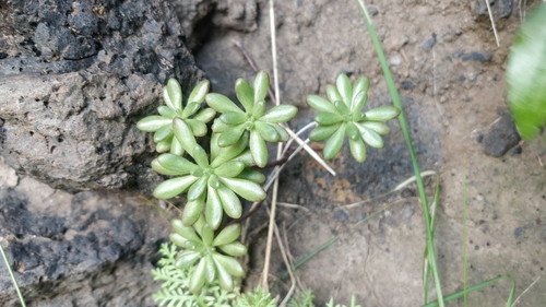 Aeonium sedifolium (Aeonium sedifolium)