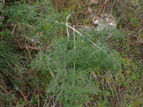 Image of Ferula glauca by (c) Franck Cabot, some rights reserved (CC BY)
