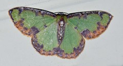 Eucyclodes buprestaria