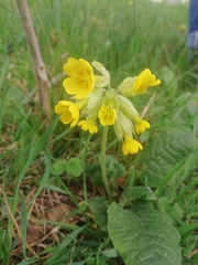 Primula veris macrocalyx
