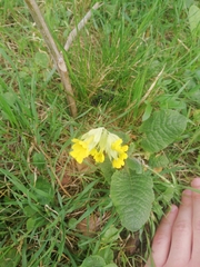 Primula veris macrocalyx