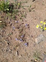 Veronica syriaca