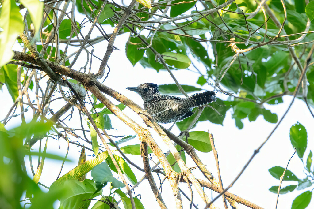 Bamboo Antshrike