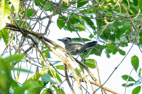 Bamboo Antshrike