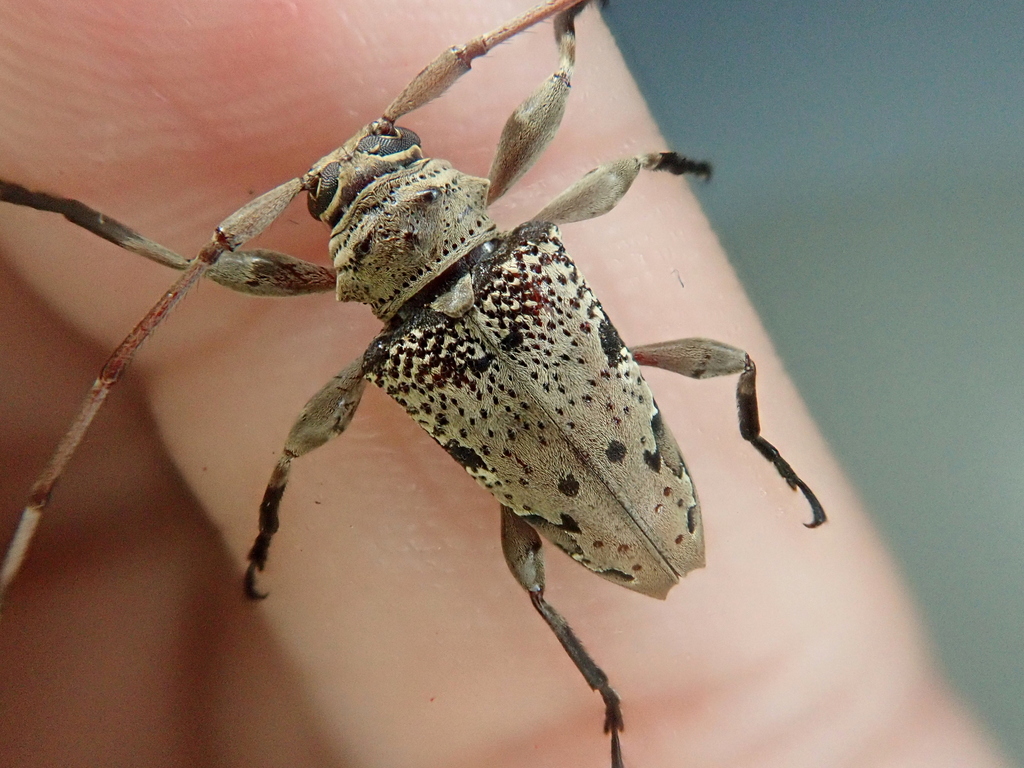 Oreodera aerumnosa