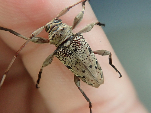 Oreodera aerumnosa