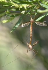 Tipula xanthostigma
