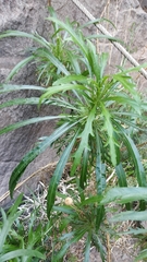 Cheirolophus canariensis