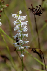 Platanthera nivea