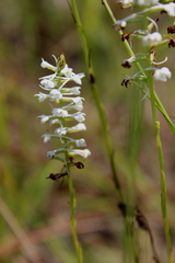 Platanthera nivea