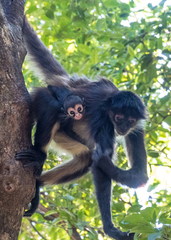 Ateles geoffroyi vellerosus