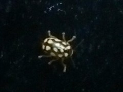 Cryptocephalus perelegans