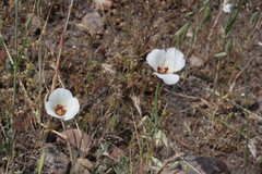 Calochortus catalinae