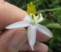 Chlorophytum krookianum