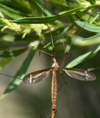Tipula xanthostigma