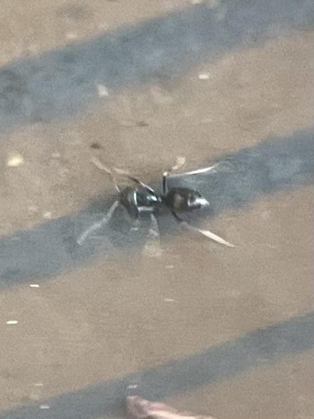 Paraparatrechina