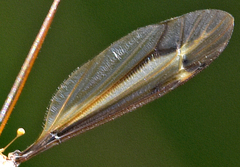 Tipula xanthostigma