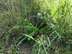 Chlorophytum krookianum