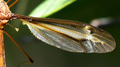 Tipula xanthostigma