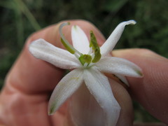 Chlorophytum krookianum