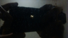 Cryptocephalus perelegans