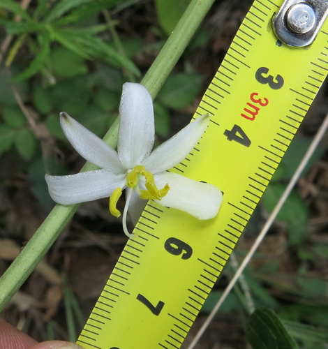 Image of Chlorophytum krookianum by no rights reserved