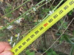 Chlorophytum krookianum