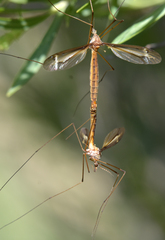 Tipula xanthostigma