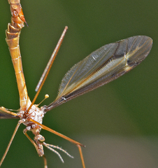 Tipula xanthostigma