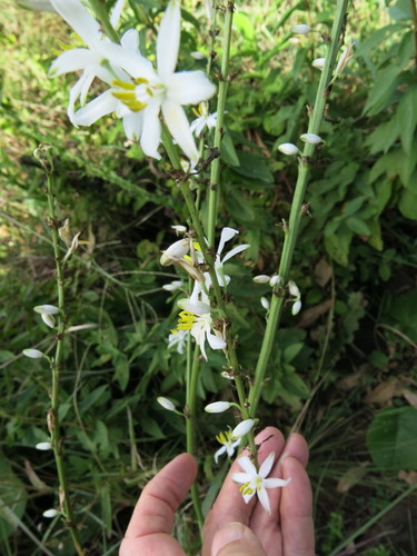 Image of Chlorophytum krookianum by no rights reserved