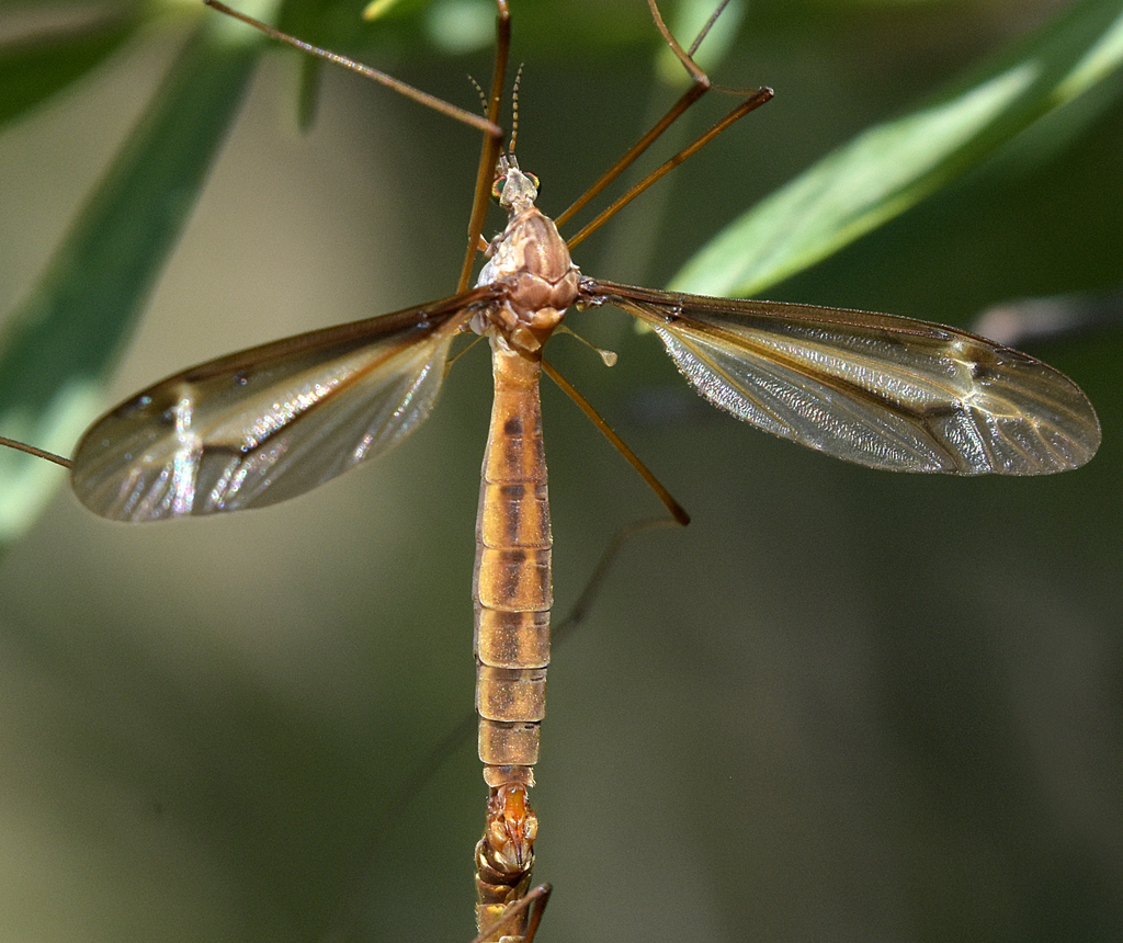 Tipula xanthostigma