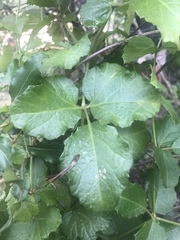 Cyphostemma subciliatum