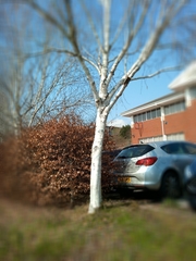 Betula utilis jacquemontii