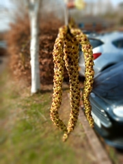 Betula utilis jacquemontii
