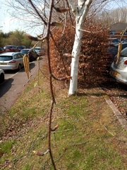 Betula utilis jacquemontii