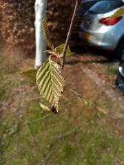 Betula utilis jacquemontii