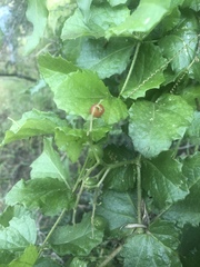 Cyphostemma subciliatum