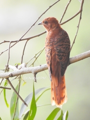 Cacomantis passerinus